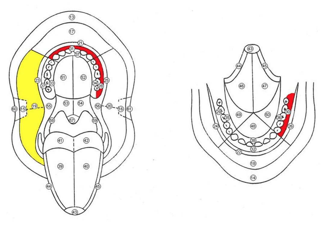 Топограмма при КПЛ